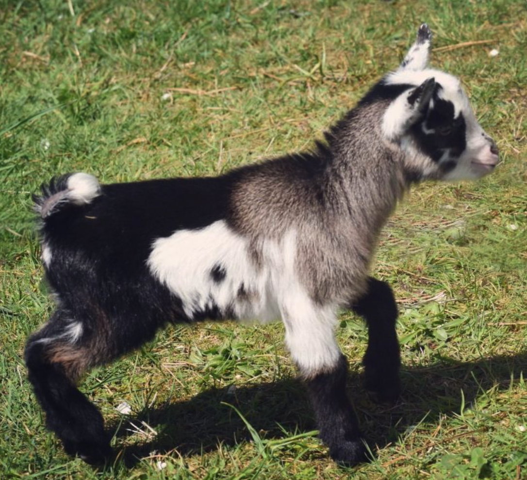 Our goat