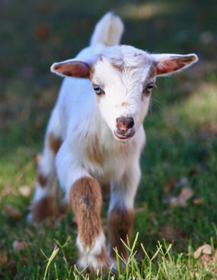 Our goat