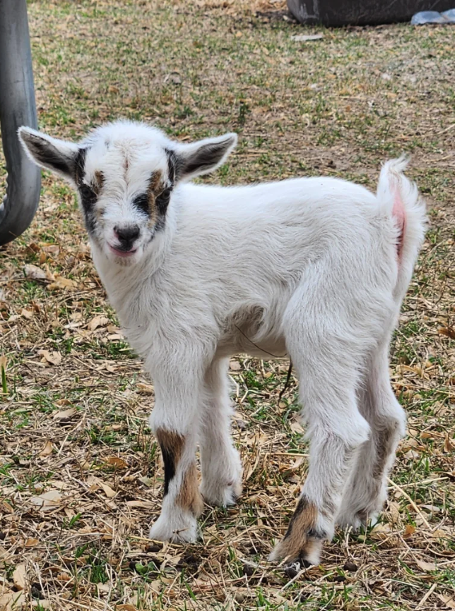 Our goat