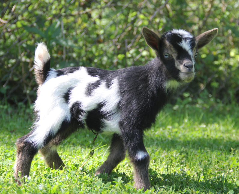 Our goat